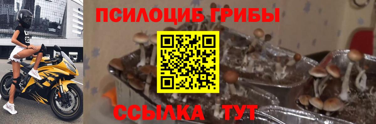 Россошь  как найти наркотики  Вход с VPN  Галлюциногенные грибы Psilocybe 